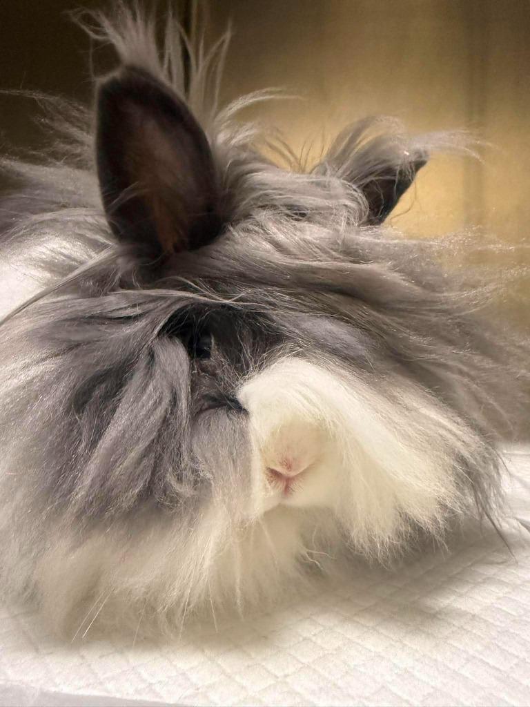 Chunky, Adoptable, Young Female Dwarf.