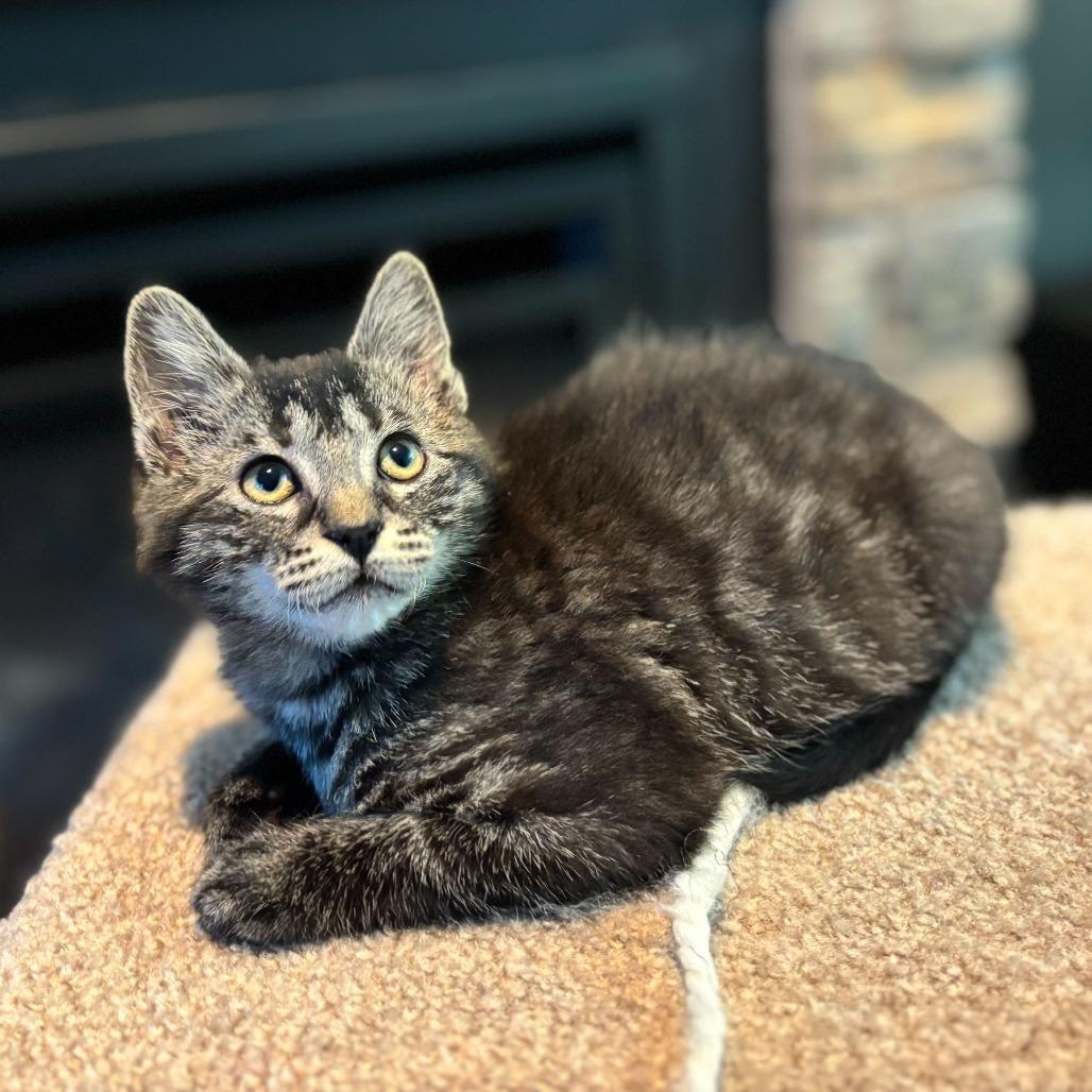 Imma, Adoptable, Kitten Female Domestic Short Hair.