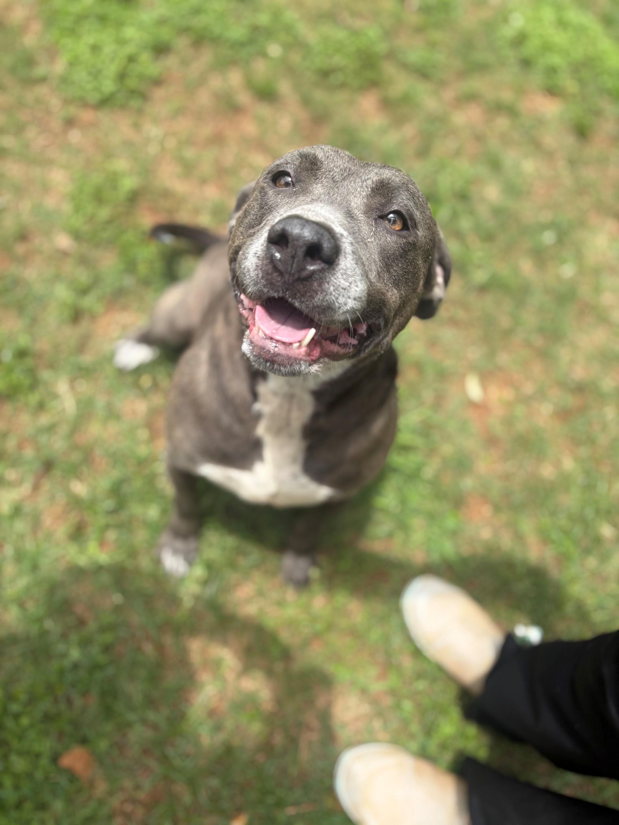 Enlarge Laney, a ADOPTABLE Mixed Breed in Summerdale, AL image 1/1