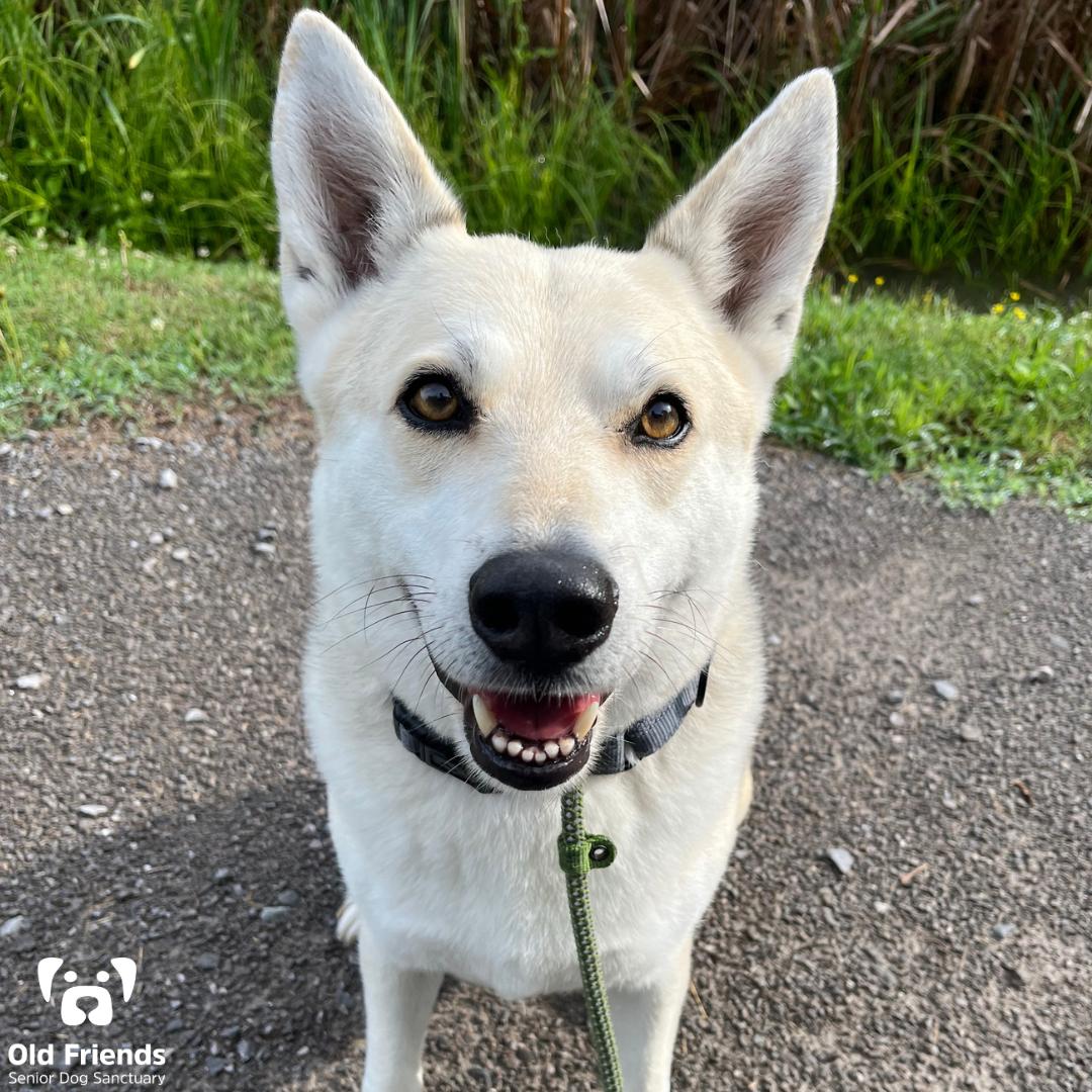 Shadow, adopted, Senior Male Husky & Great Pyrenees.