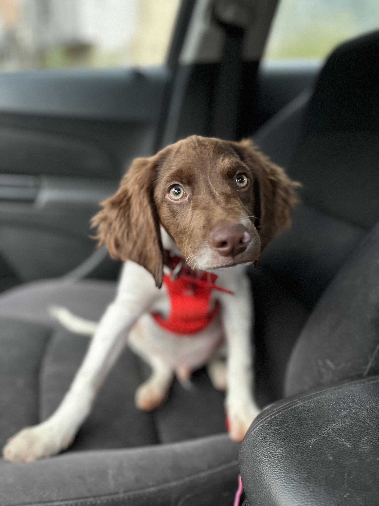 CO/River Montana Puppy, Adopted, Puppy Male Brittany Spaniel.