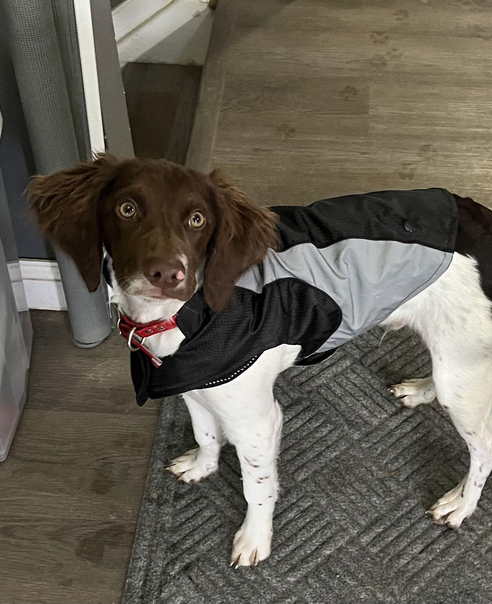 CO/River Montana Puppy, a Adopted Brittany Spaniel in Baldwinsville, NY image 3/3