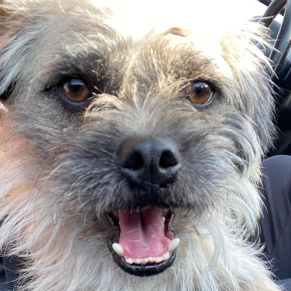 Milo, Adoptable, Adult Male Terrier & Mixed Breed.