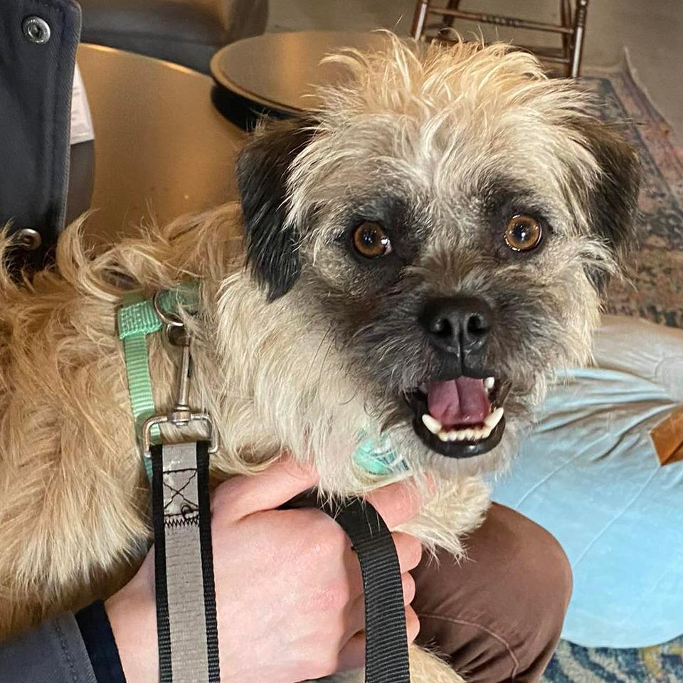 Milo, a Adoptable mixed breed in Lions Bay, BC image 2/2