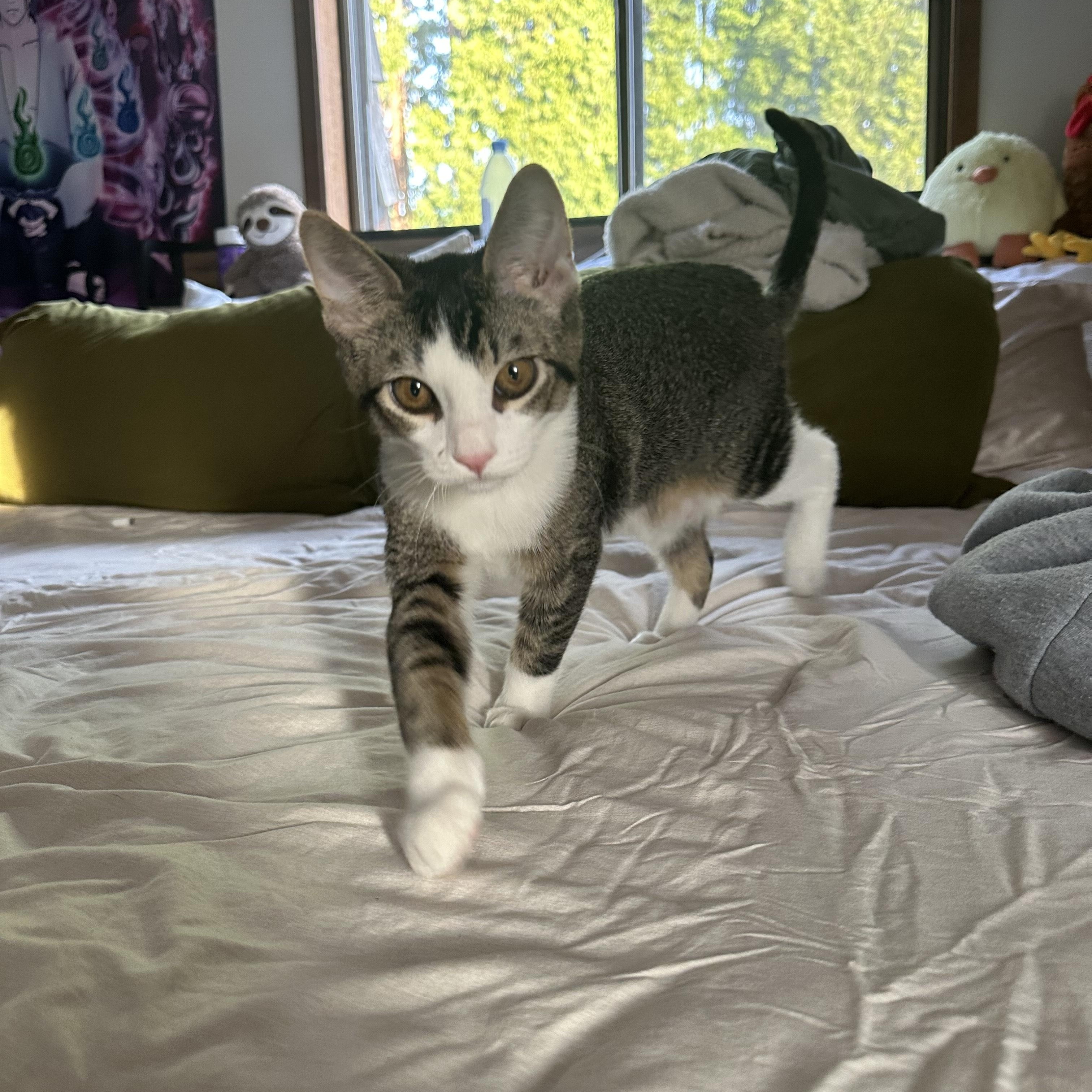 Enlarge Maui, a ADOPTABLE Domestic Short Hair in Portland, OR image 4/4