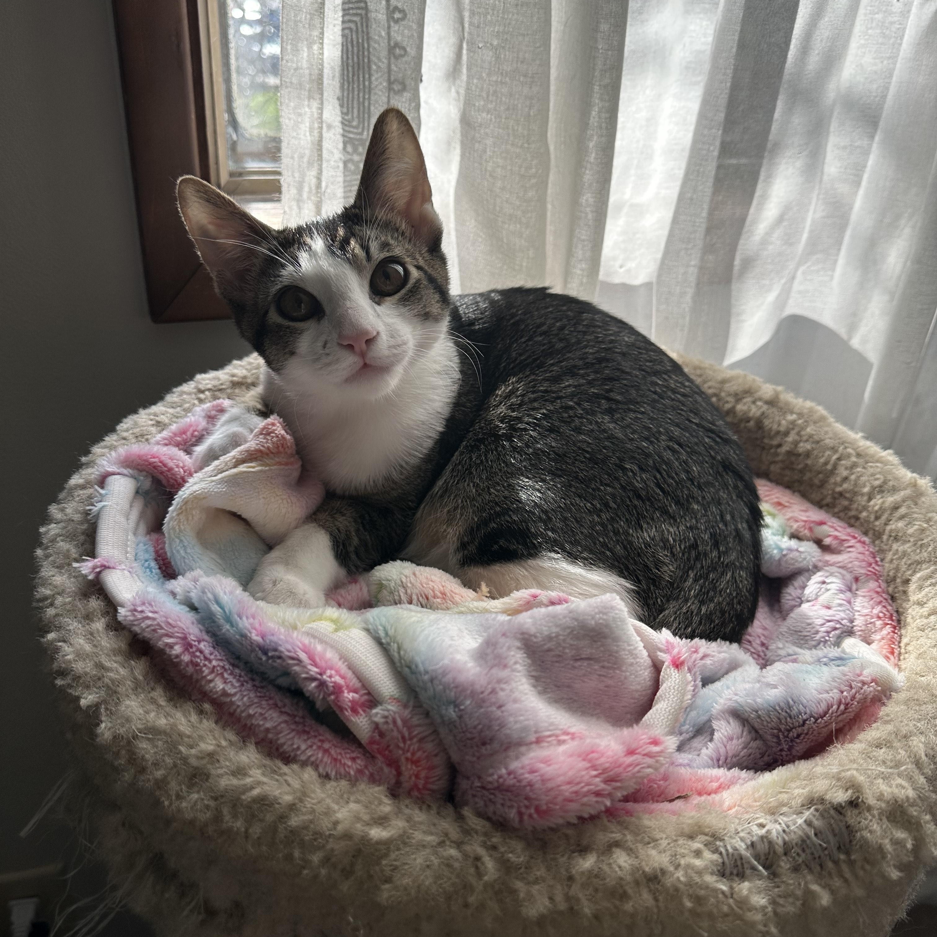 Enlarge Maui, a ADOPTABLE Domestic Short Hair in Portland, OR image 1/4