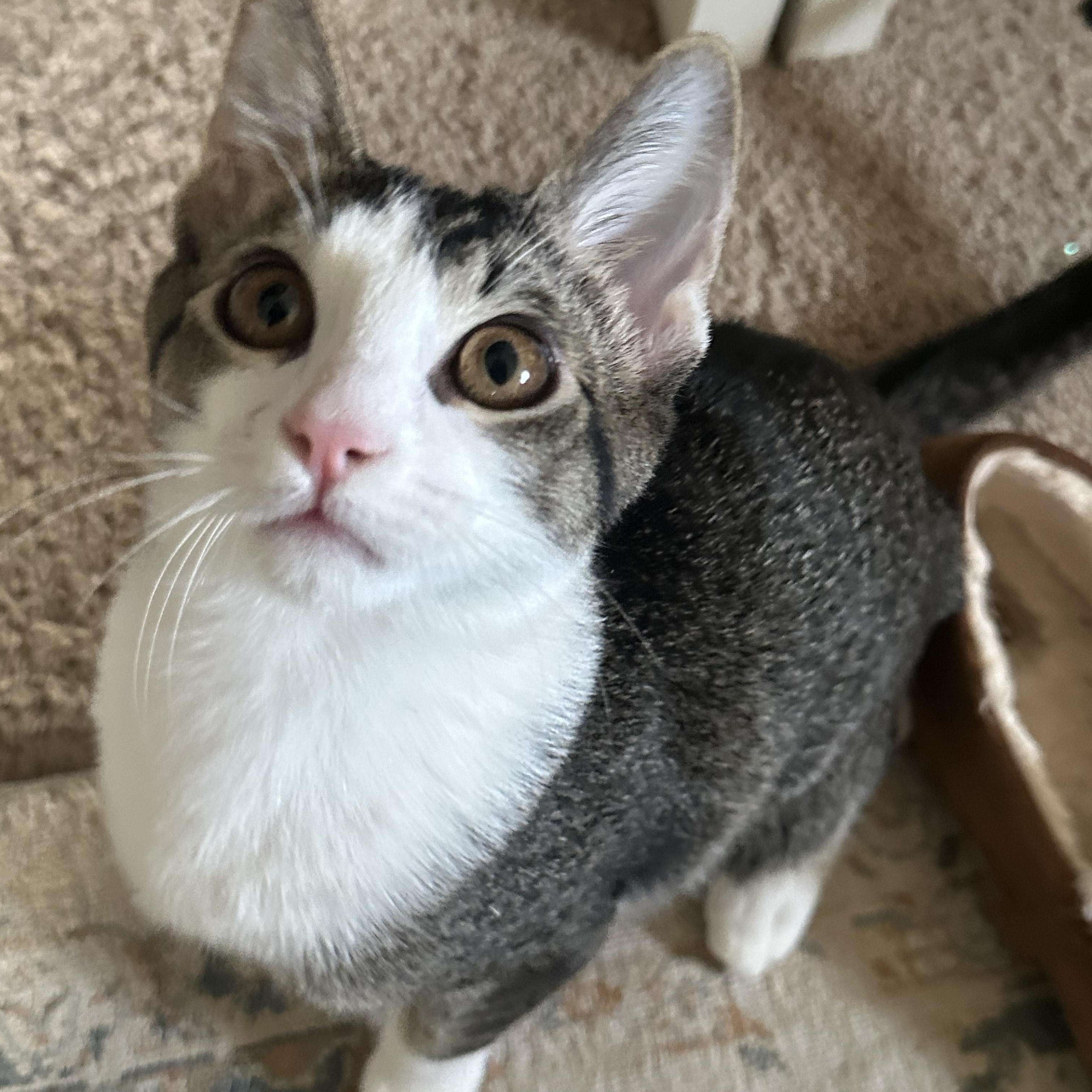 Enlarge Maui, a ADOPTABLE Domestic Short Hair in Portland, OR image 2/4