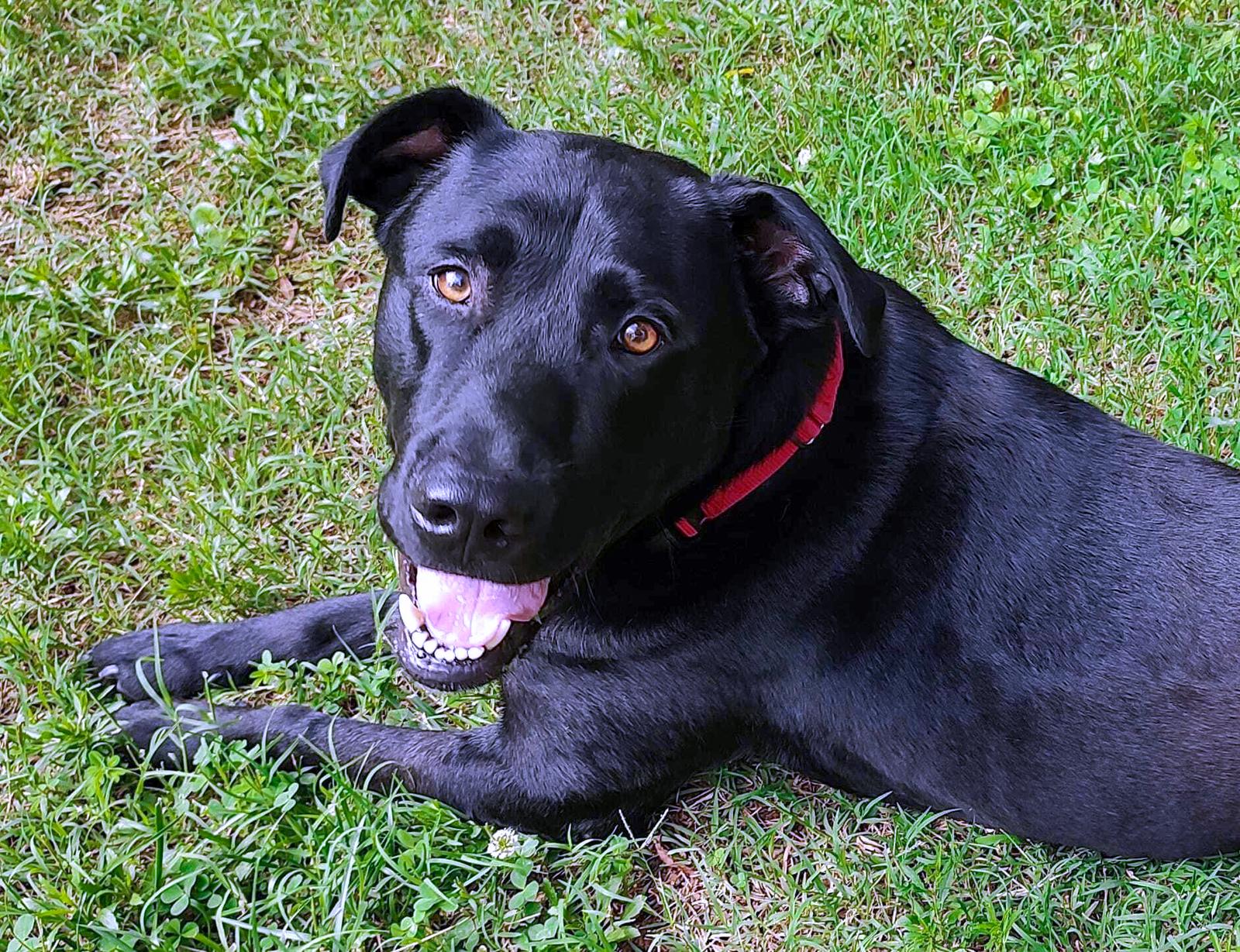 Diesel - ADPOPTED!, Adopted, Adult Male Black Labrador Retriever.