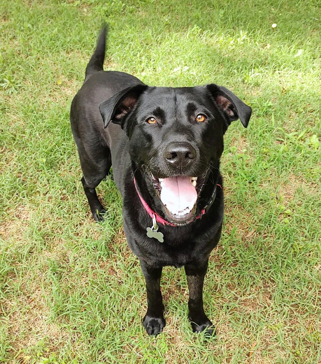 Diesel - ADPOPTED!, a Adopted Black Labrador Retriever in Arlington, VA image 2/3