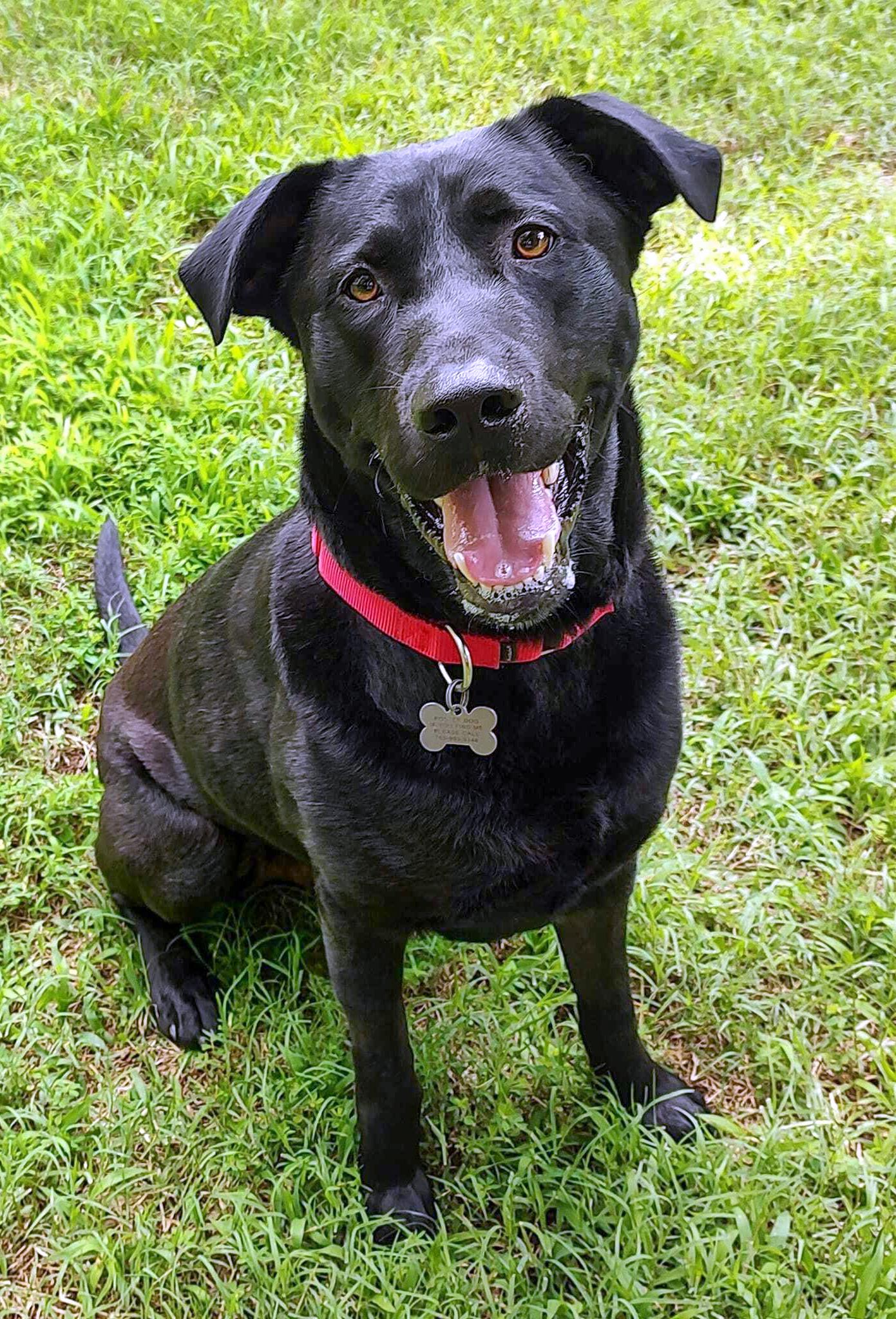Diesel - ADPOPTED!, a Adopted Black Labrador Retriever in Arlington, VA image 3/3