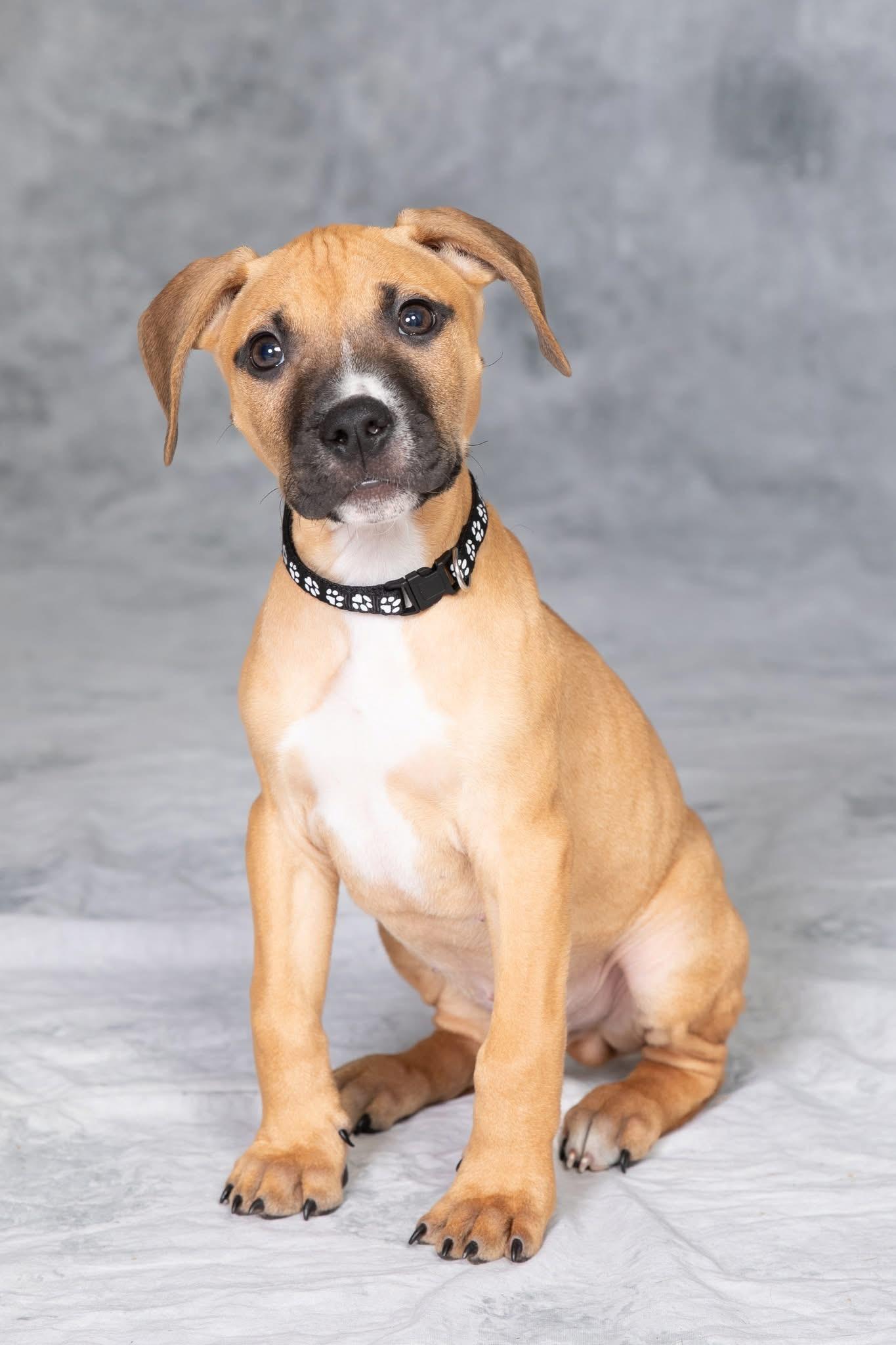 Enlarge Sparrow, a ADOPTABLE mixed breed in Oceanport, NJ image 1/5