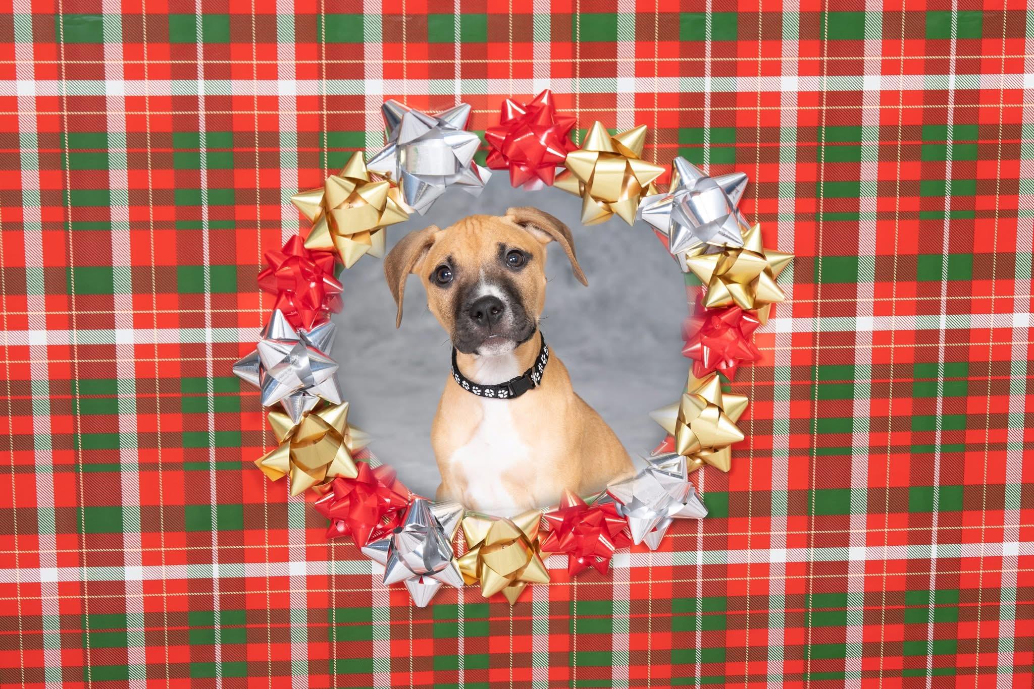 Enlarge Sparrow, a ADOPTABLE mixed breed in Oceanport, NJ image 2/5