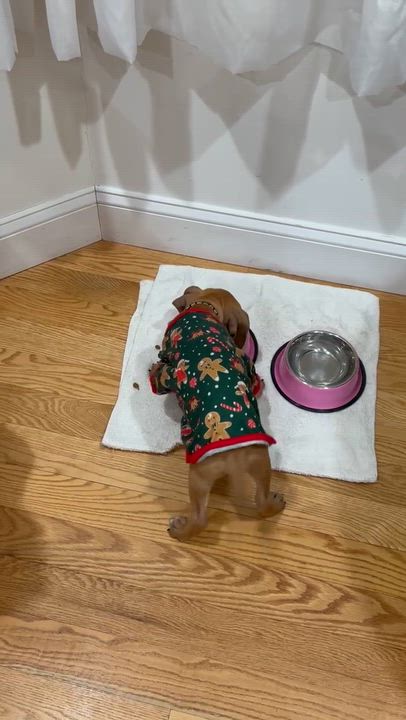 Enlarge Sparrow, a ADOPTABLE mixed breed in Oceanport, NJ video 3/5