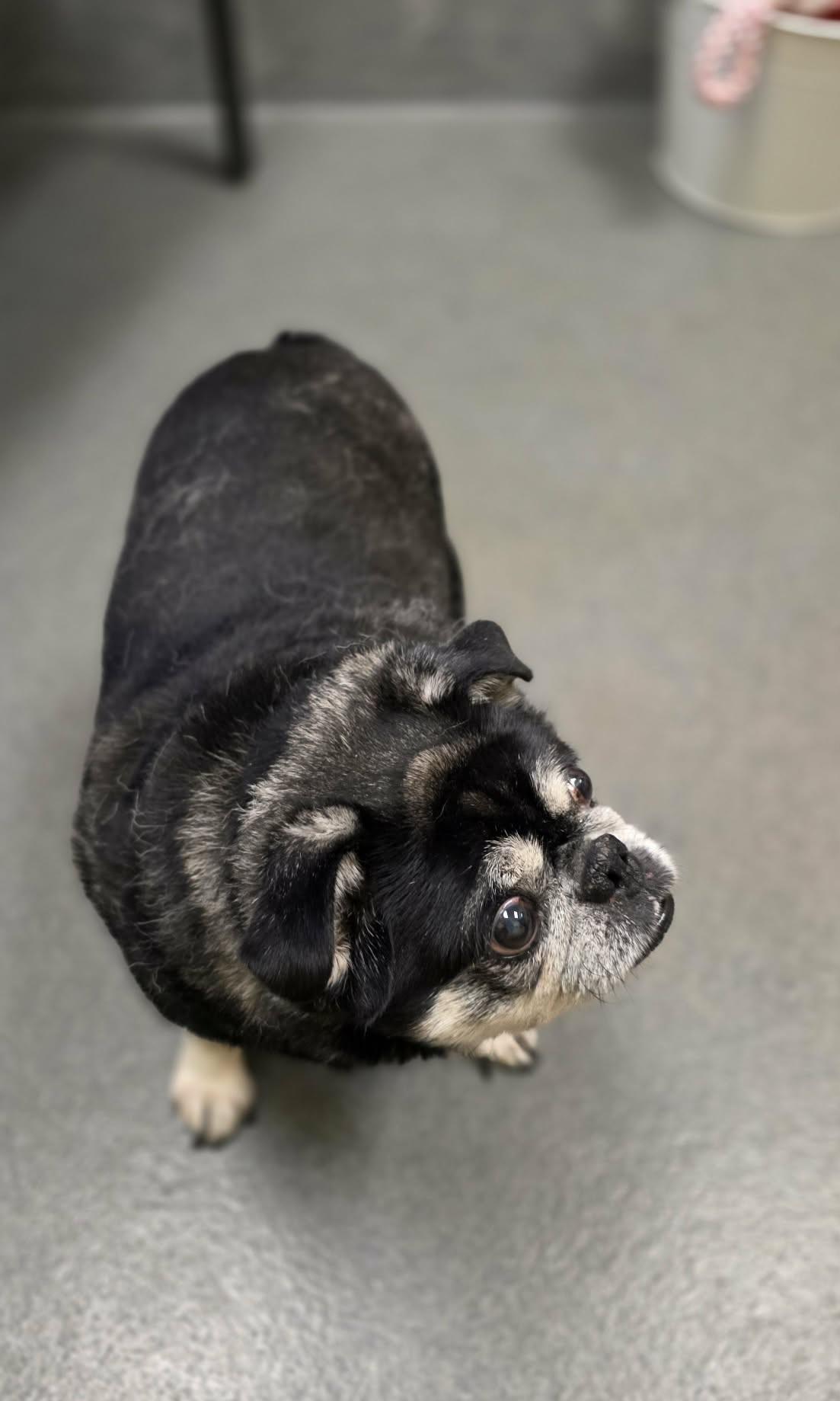 Johnny - rescued B&F, an adopted Pug in Amherst, VA image 6/6