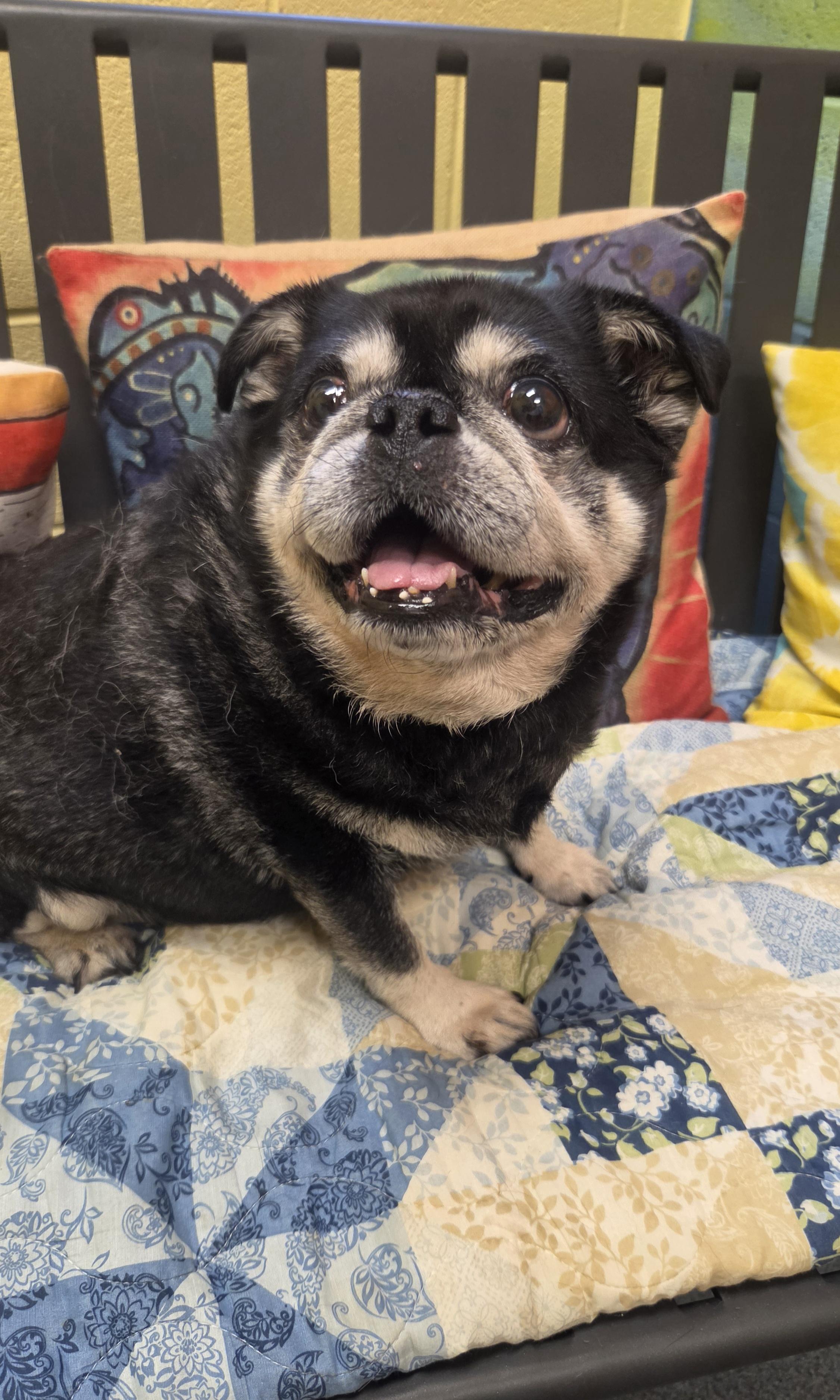 Johnny - rescued B&F, an adopted Pug in Amherst, VA image 3/6