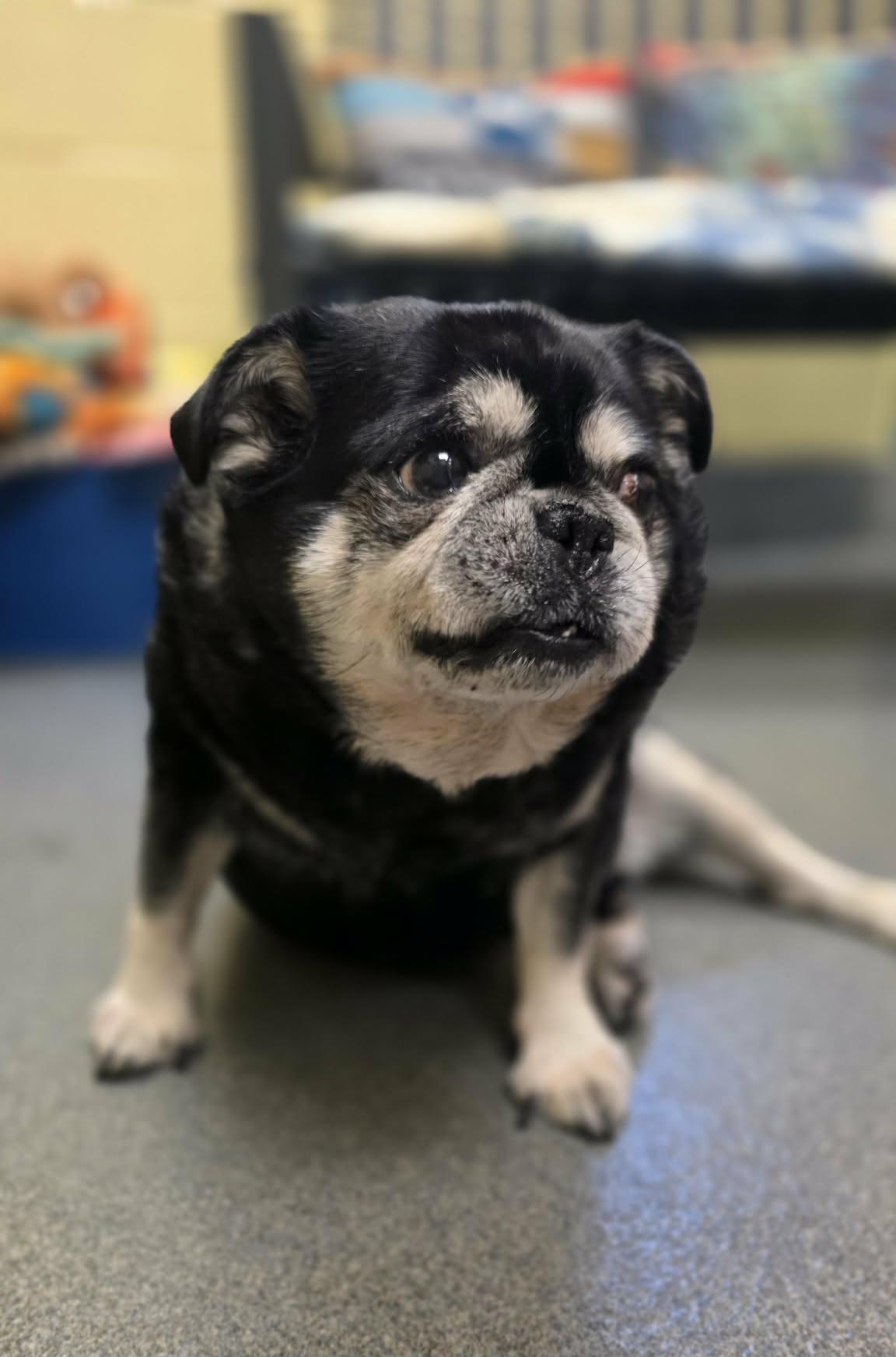 Johnny - rescued B&F, adopted, Senior Male Pug.