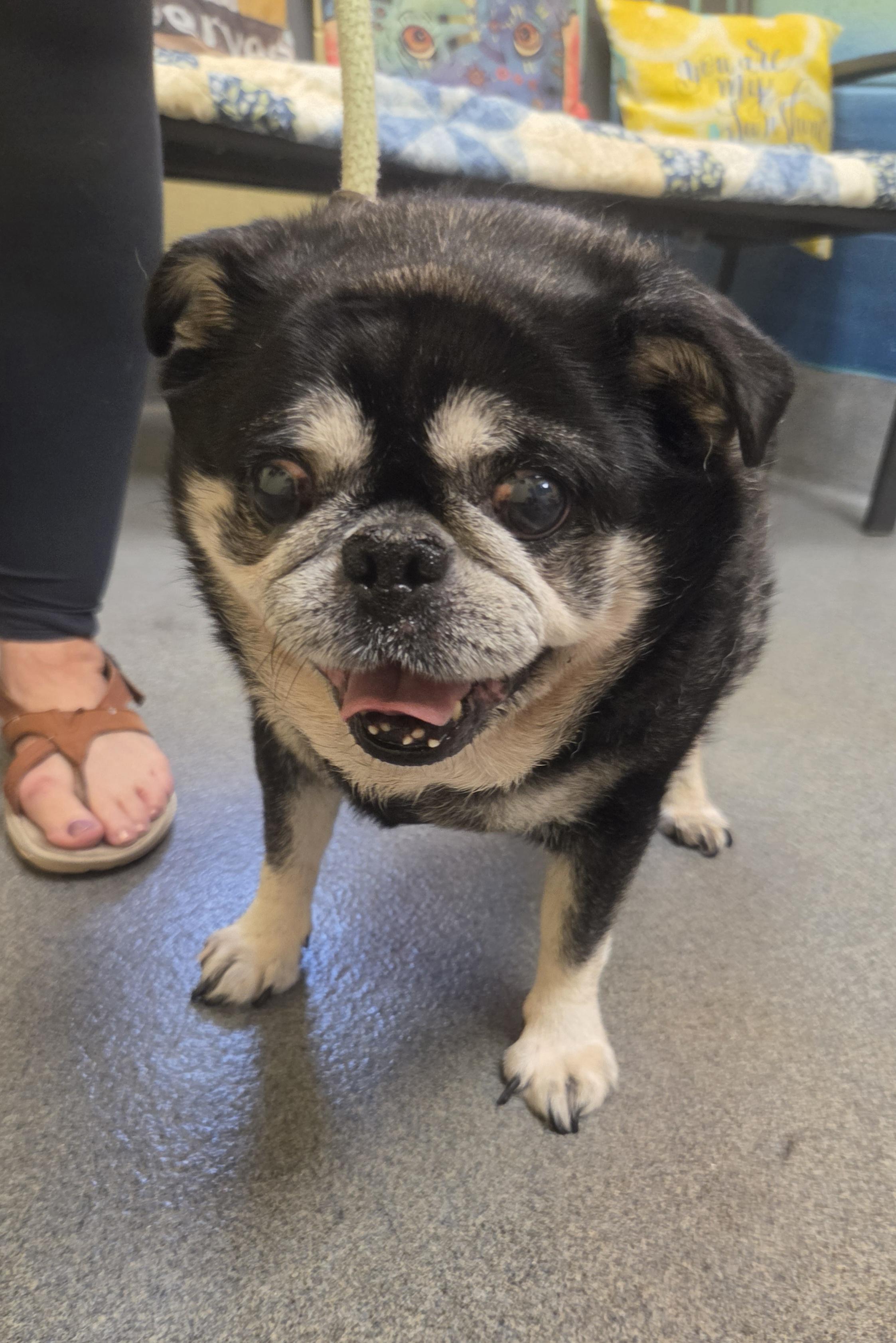 Johnny - rescued B&F, an adopted Pug in Amherst, VA image 2/6