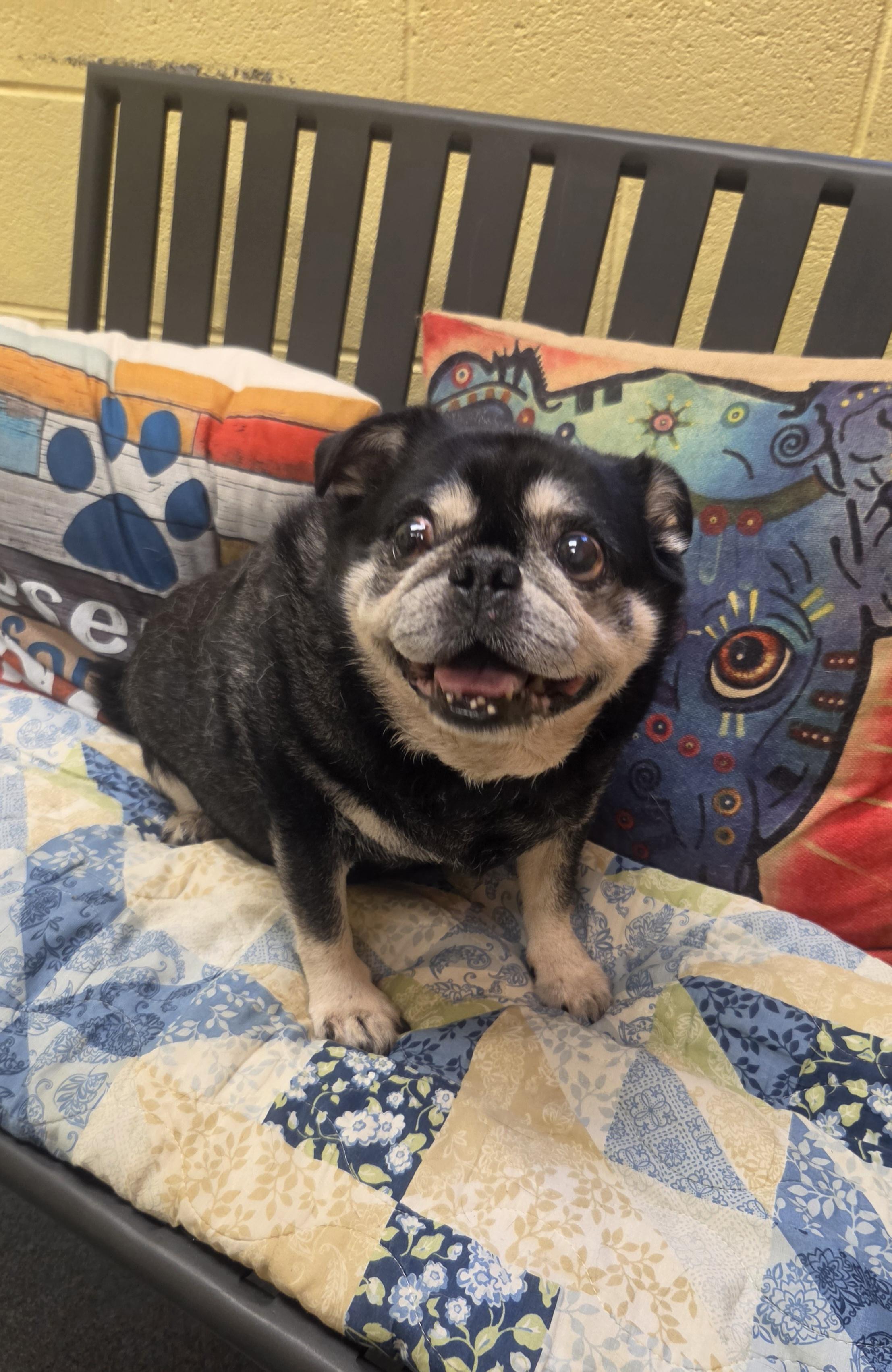 Johnny - rescued B&F, an adopted Pug in Amherst, VA image 4/6