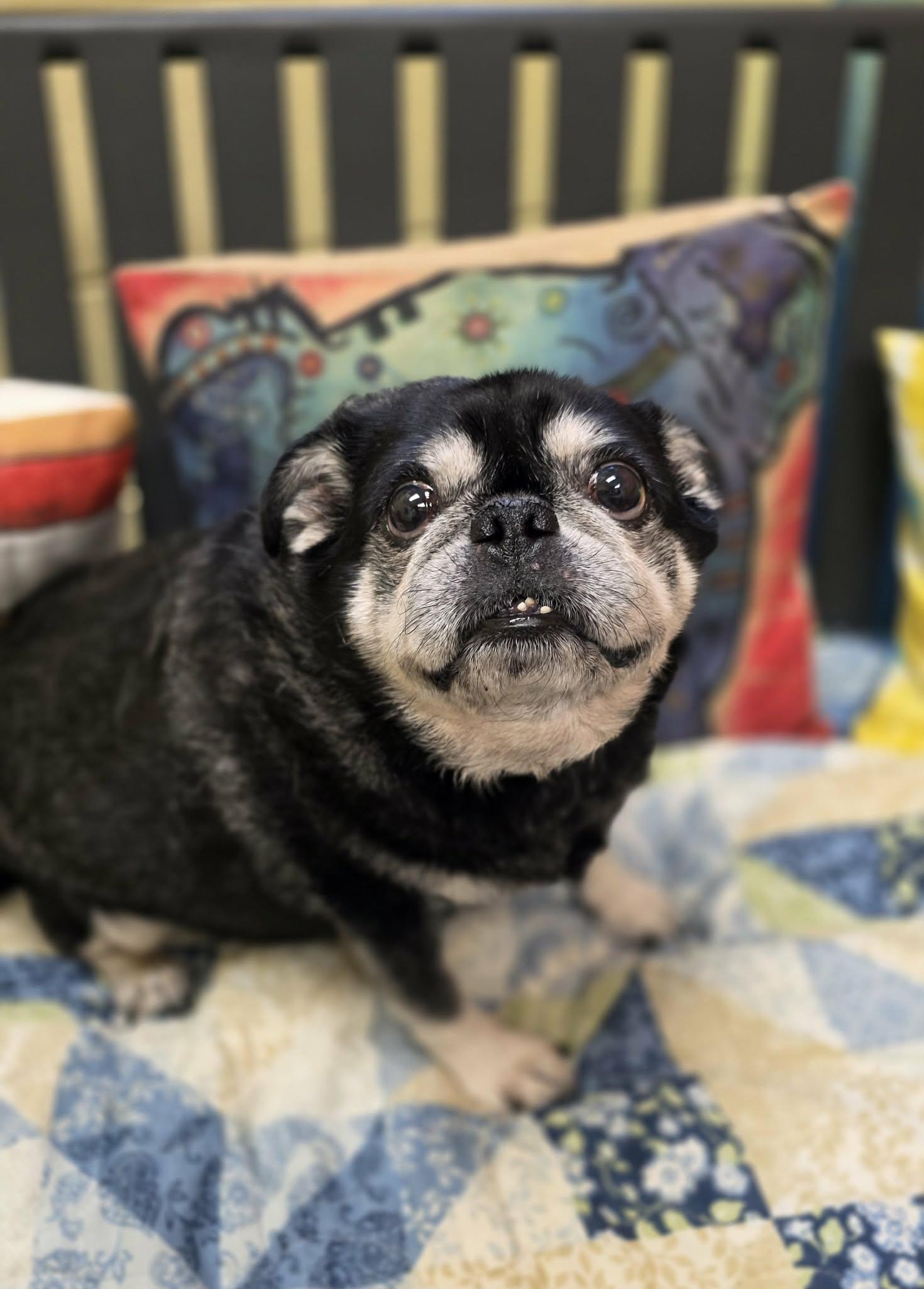 Johnny - rescued B&F, an adopted Pug in Amherst, VA image 5/6