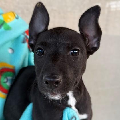 Katara, Adoptable, Puppy Female Chihuahua & Mixed Breed.