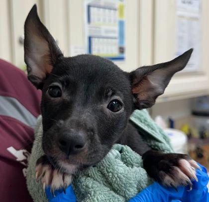 Katara, Adoptable, Puppy Female Chihuahua & Mixed Breed.