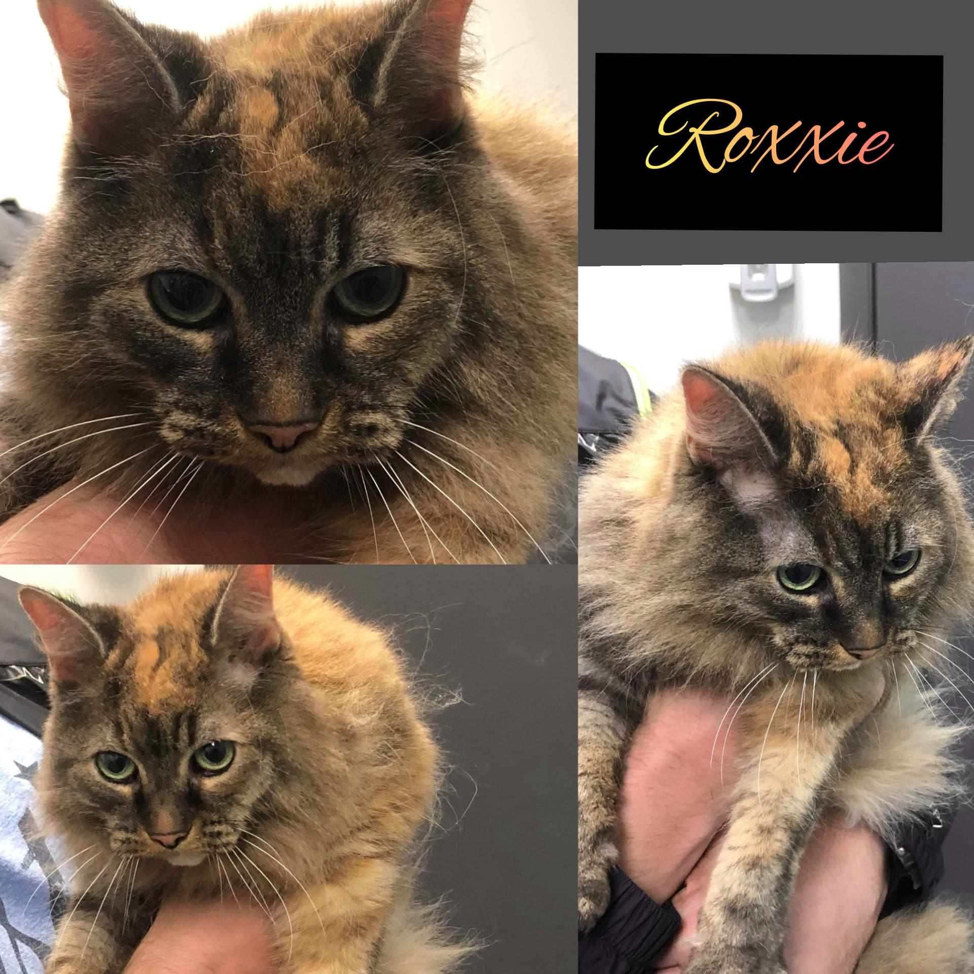 Enlarge Roxxie, a Adopted Himalayan in Guelph, ON image 2/6