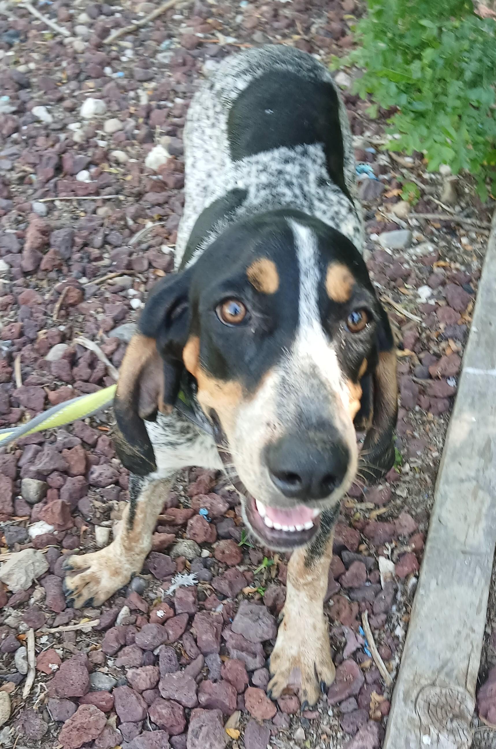 Lucy, an adoptable Black and Tan Coonhound in Amarillo, TX, 79105 | Photo Image 1