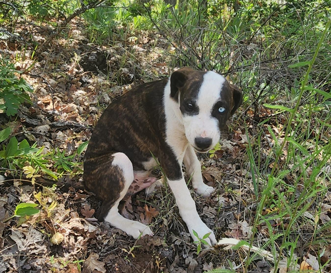 Enlarge Grizz, a Adoptable mixed breed in Goldendale, WA image 1/1
