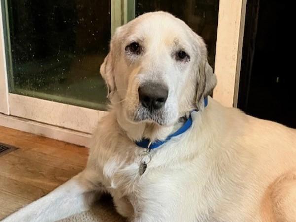 Enlarge Babka, a Adoptable mixed breed in Portland, OR image 1/1