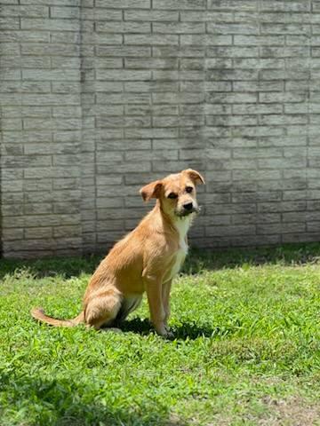Enlarge Hazel, a ADOPTABLE Terrier in Colleyville, TX image 4/6