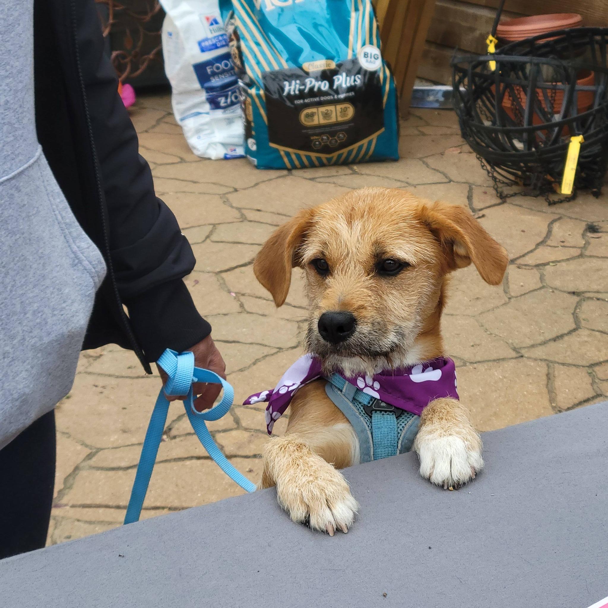 Enlarge Hazel, a ADOPTABLE Terrier in Colleyville, TX image 5/6