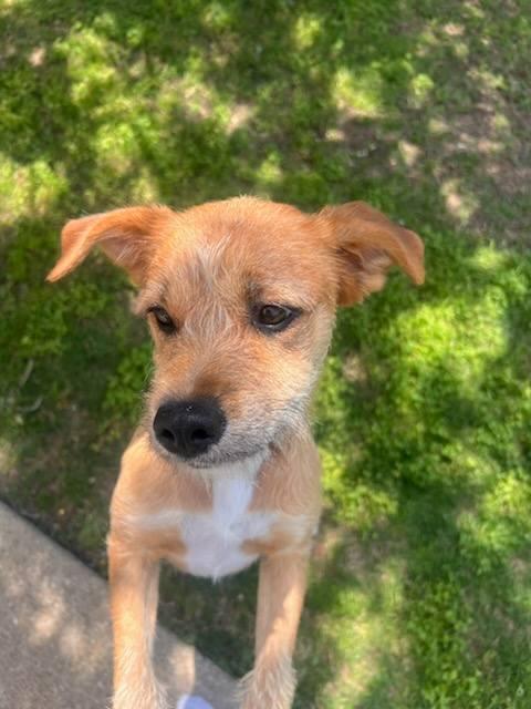 Enlarge Hazel, a ADOPTABLE Terrier in Colleyville, TX image 2/6