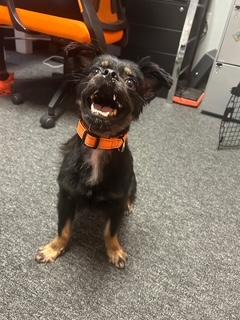 Winston, Adopted, Adult Male Chihuahua.