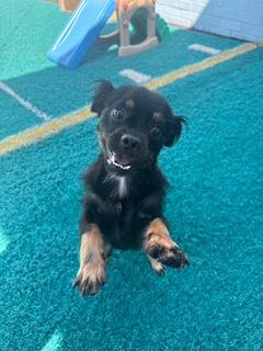Enlarge Winston, a Adopted mixed breed in Waxhaw, NC image 2/3
