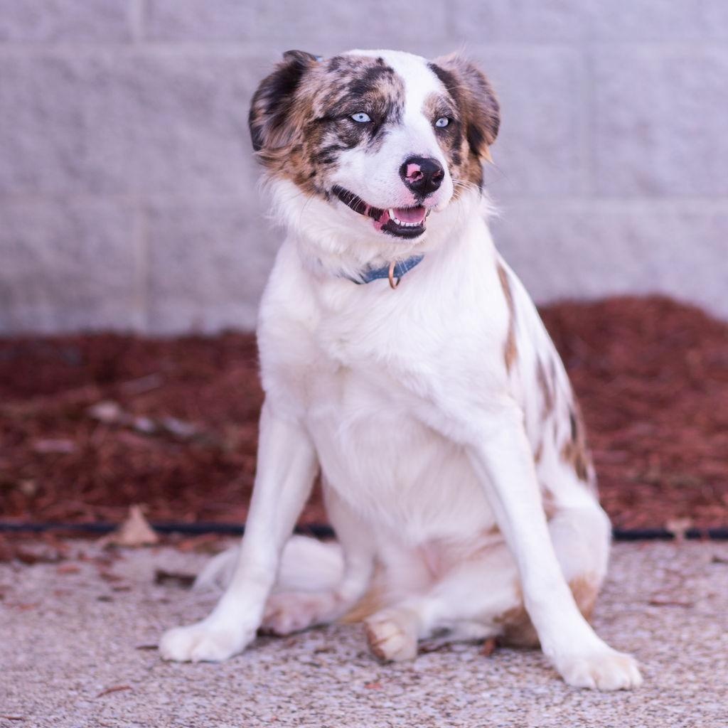 Dorothy, Adoptable, Young Female Australian Shepherd.