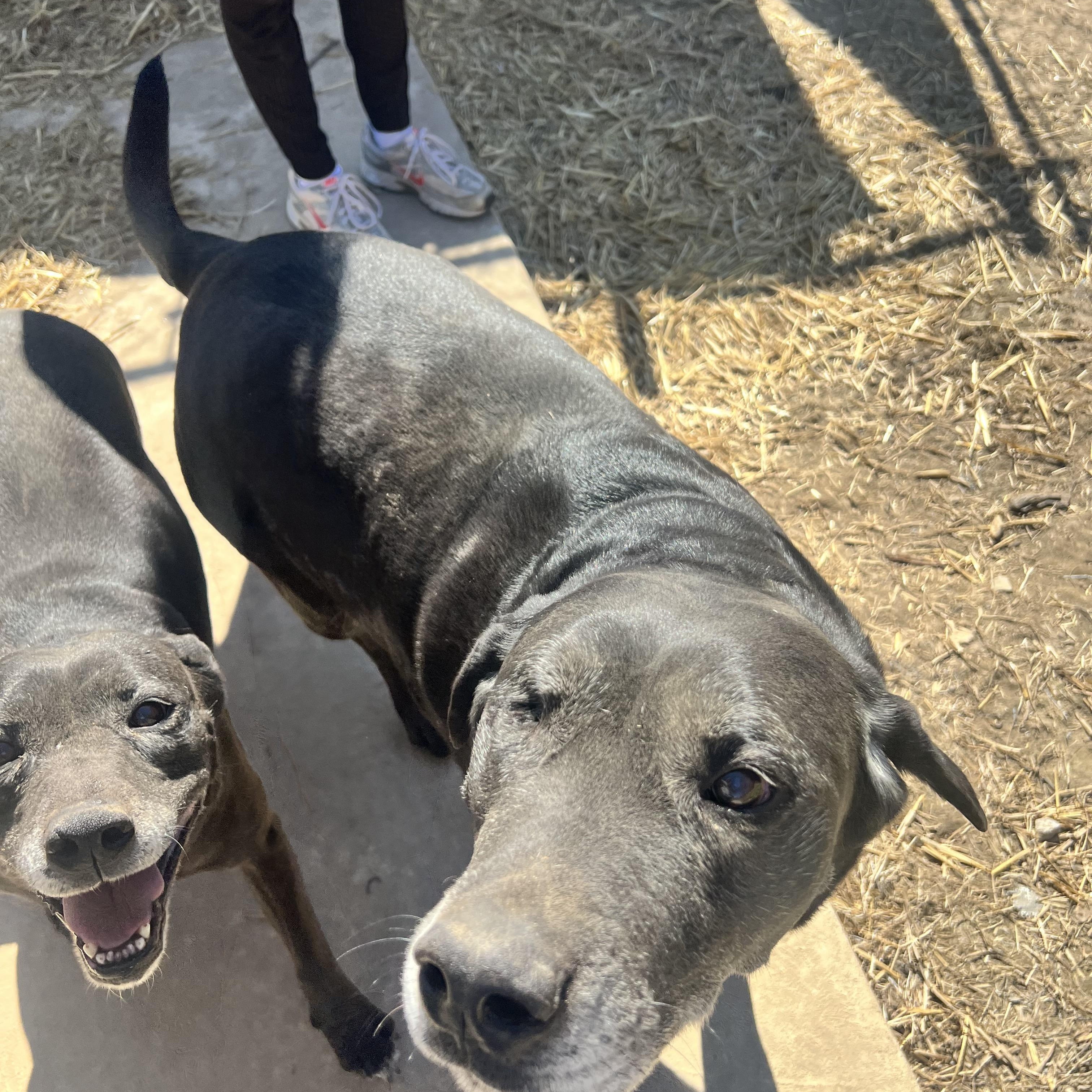 Chubbs, a Adoptable mixed breed in Dyersburg, TN image 2/3