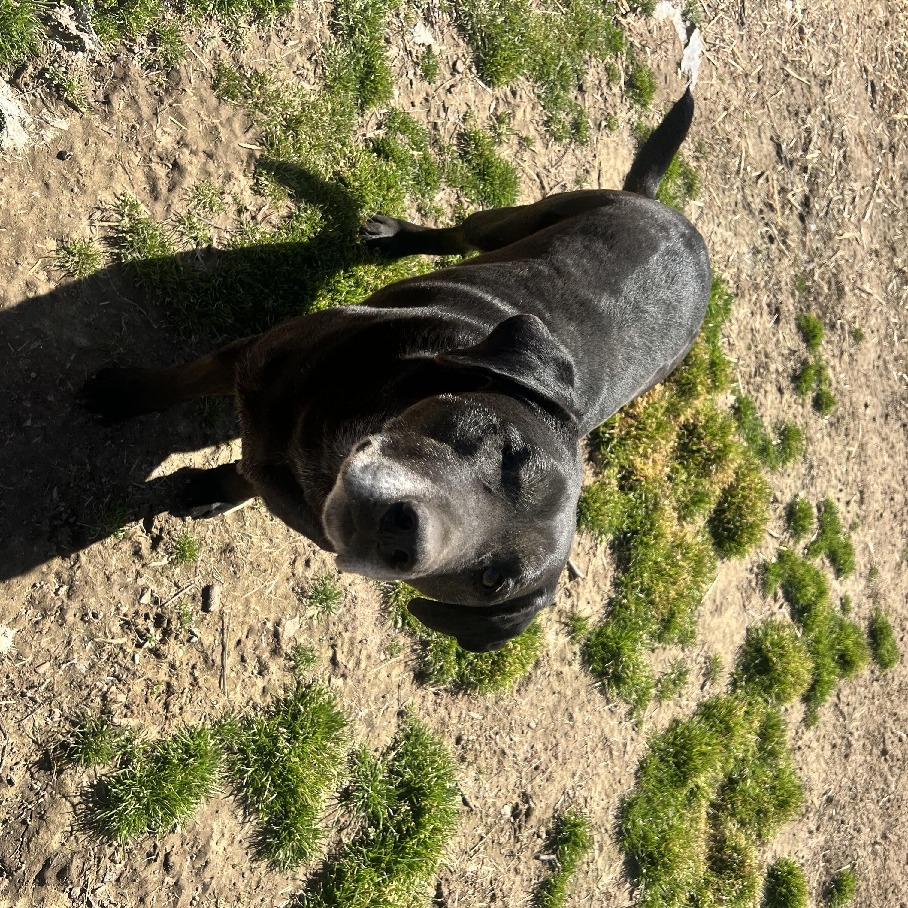 Chubbs, a Adoptable mixed breed in Dyersburg, TN image 3/3