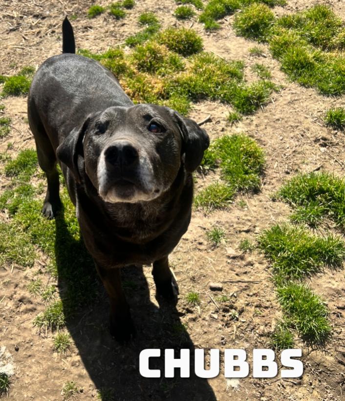 Chubbs, a Adoptable mixed breed in Dyersburg, TN image 1/3