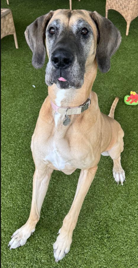 Stella (Ella), Adoptable, Adult Female Great Dane.