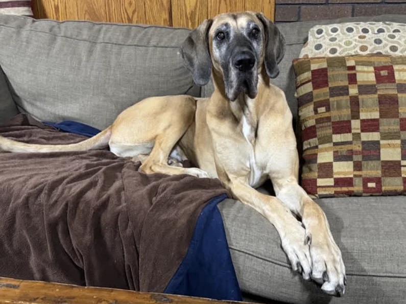 Enlarge Stella (Ella), a Adoptable Great Dane in Martinsburg, WV image 3/3