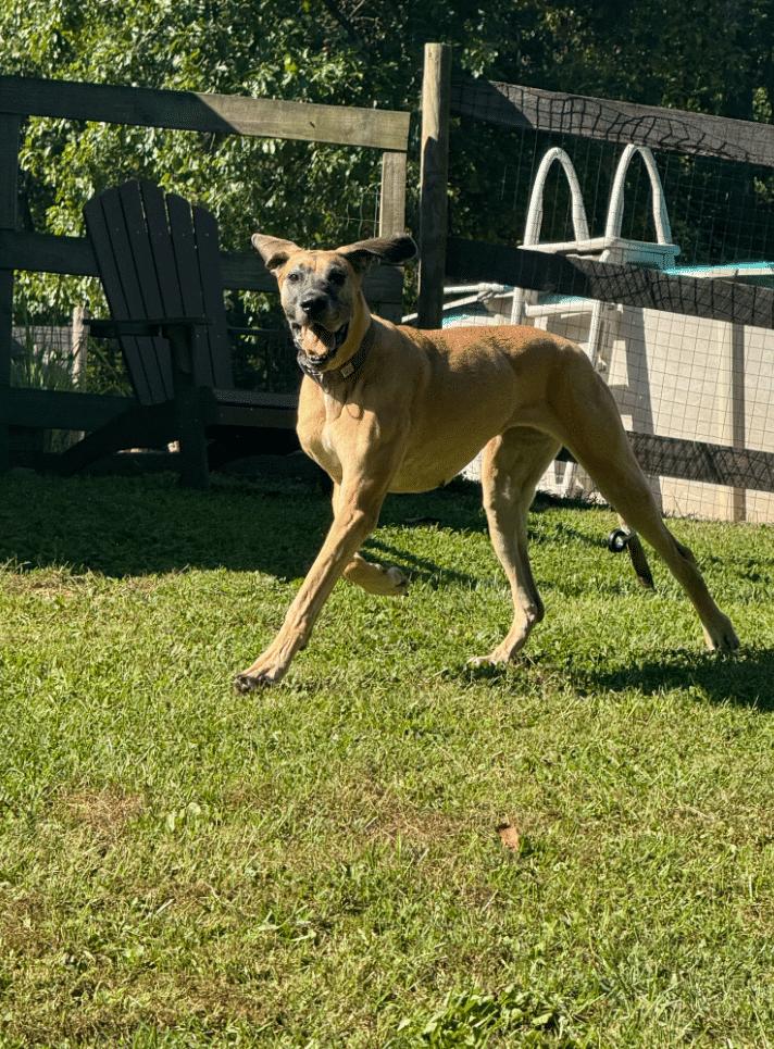 Enlarge Stella (Ella), a Adoptable Great Dane in Martinsburg, WV image 2/3