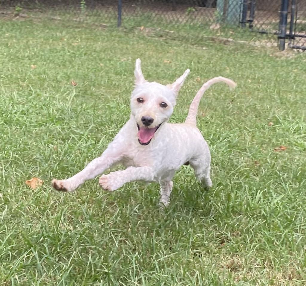 Johnny, Adoptable, Senior Male Poodle & Maltese.