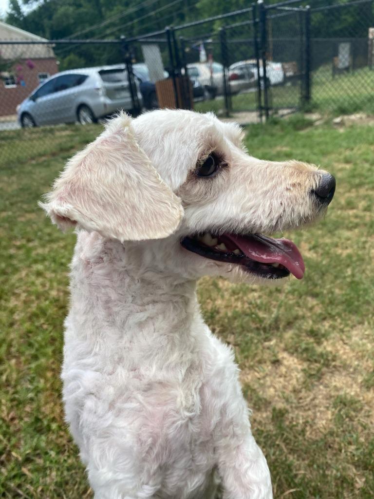 Enlarge Johnny, a Adoptable mixed breed in Little Rock, AR image 2/4