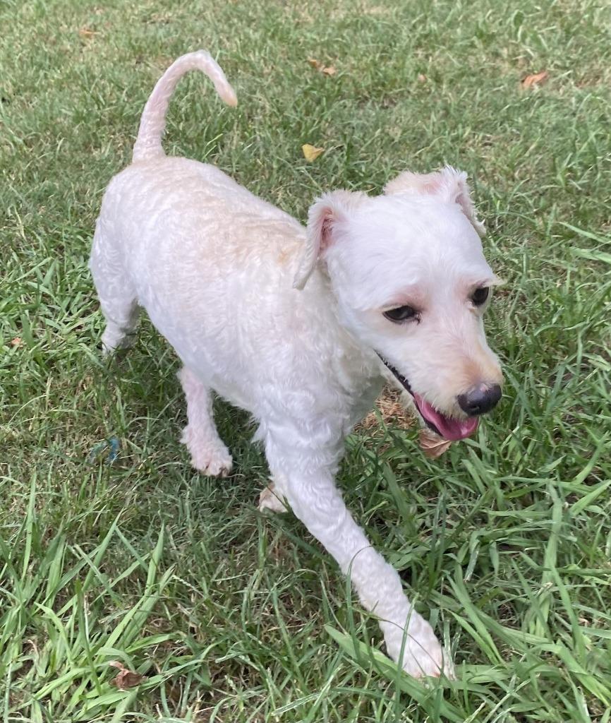 Enlarge Johnny, a Adoptable mixed breed in Little Rock, AR image 3/4