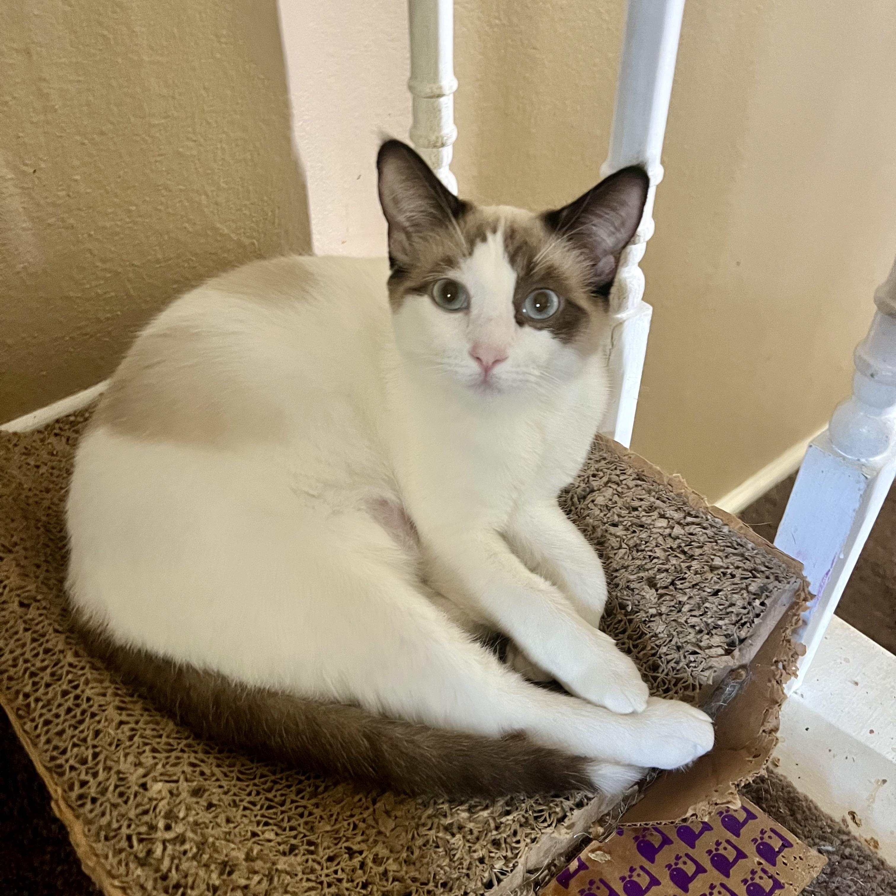 Enlarge 3 pack, a Adoptable mixed breed in Glendora, CA image 3/3