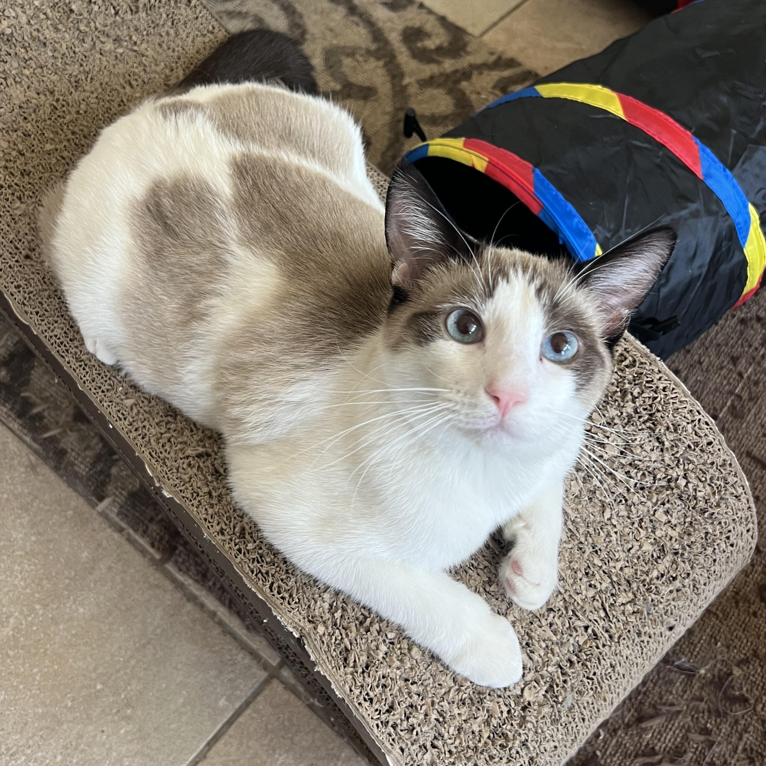 3 pack, Adoptable, Young Female Siamese & Domestic Short Hair.