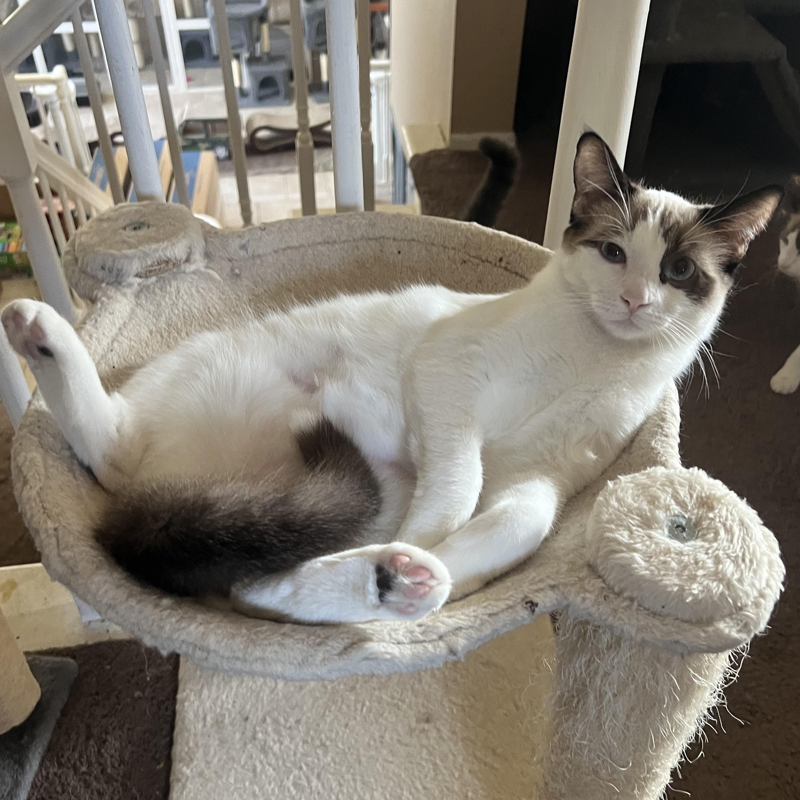 Enlarge 3 pack, a Adoptable mixed breed in Glendora, CA image 2/3