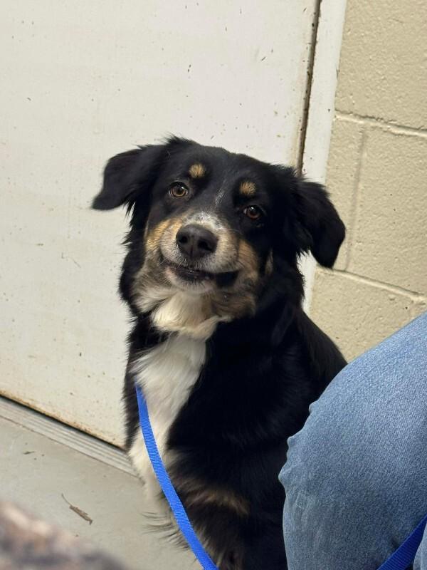 Unknown, Adoptable, Adult Female Australian Shepherd & Mixed Breed.