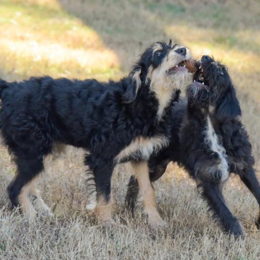 Tina, Adoptable, Young Female Standard Poodle.