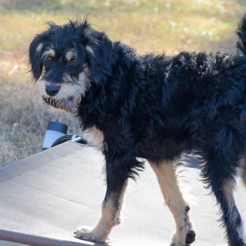 Enlarge Tina, a Adoptable mixed breed in Fayetteville, GA image 3/6